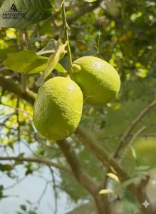 Gemini generated image zbvqmwzbvqmwzbvq 1 1