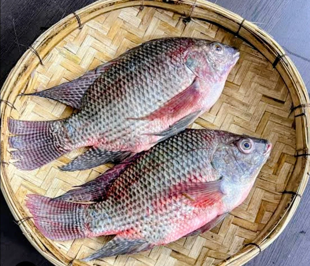 E675ae18 82bf 476e b75e aced9d15ed55 1