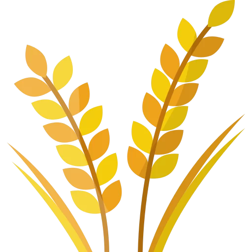 Wheat plant